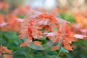 Natural background of Salvia salmon, orange flowers blooming in the garden with soft light bokeh for background