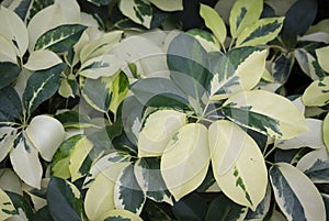 Natural background of Schefflera Arboricola Variegated or dwarf umbrella.