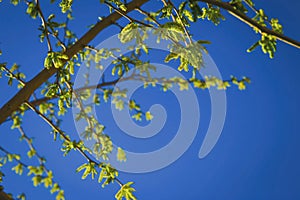 Natural background of shoots of a tree blooming in the middle of spring with views towards the blue sky photo