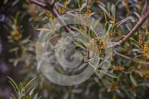 Natural background of shoots of a tree blooming in the middle of spring with views towards the blue sky photo