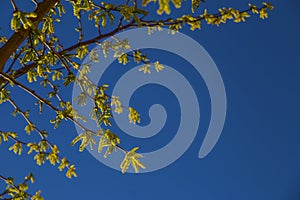 Natural background of shoots of a tree blooming in the middle of spring with views towards the blue sky photo