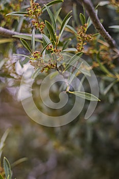 Natural background of shoots of a tree blooming in the middle of spring with views towards the blue sky photo