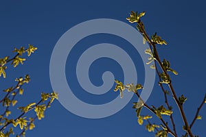 Natural background of shoots of a tree blooming in the middle of spring with views towards the blue sky photo