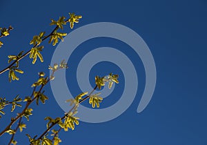 Natural background of shoots of a tree blooming in the middle of spring with views towards the blue sky photo