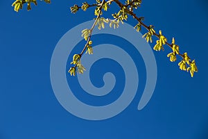 Natural background of shoots of a tree blooming in the middle of spring with views towards the blue sky photo