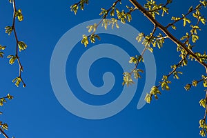 Natural background of shoots of a tree blooming in the middle of spring with views towards the blue sky photo