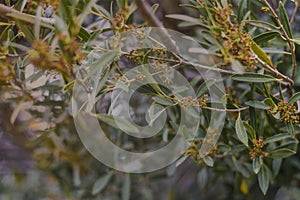 Natural background of shoots of a tree blooming in the middle of spring with views towards the blue sky photo