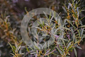 Natural background of shoots of a tree blooming in the middle of spring with views towards the blue sky photo