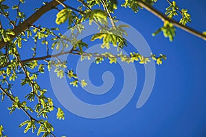 Natural background of shoots of a tree blooming in the middle of spring with views towards the blue sky photo