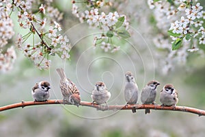 Natural background with small birds on a branch white cherry blossoms in the may garden