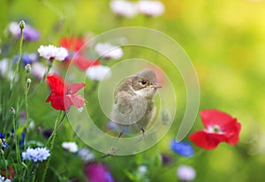 Natural background with a small chick sitting on a bright summer meadow among red poppy flowers