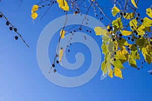 Natural background of shoots of a tree blooming in the middle of spring with views towards the blue sky photo