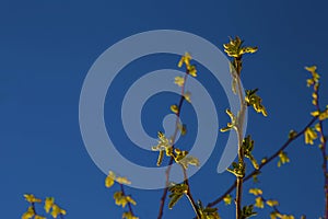 Natural background of shoots of a tree blooming in the middle of spring with views towards the blue sky photo