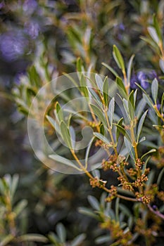 Natural background of shoots of a tree blooming in the middle of spring with views towards the blue sky photo