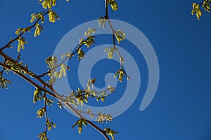 Natural background of shoots of a tree blooming in the middle of spring with views towards the blue sky photo