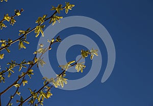 Natural background of shoots of a tree blooming in the middle of spring with views towards the blue sky photo