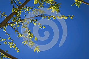 Natural background of shoots of a tree blooming in the middle of spring with views towards the blue sky photo