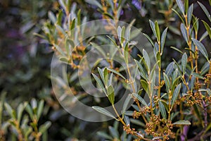 Natural background of shoots of a tree blooming in the middle of spring with views towards the blue sky photo