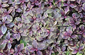 Natural background of small purple-red leaves. The ornamental plants for decorating in the garden.