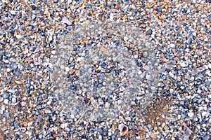 Natural background with small shells on sand on sea beach, closeup view.