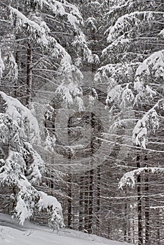 Natural background of snow covered branches in winter