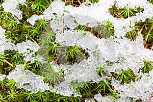 Natural background: snow on green moss