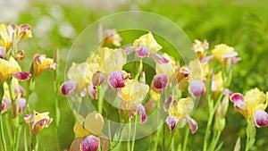 Natural background, spring or early summer flowers. Yellow iris flowers in summer garden. Slow motion.