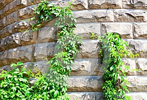 Natural background. A stone wall with green plants. Plants on the old wall