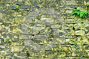 Natural background of the stone wall. Rustic texture, the sprout