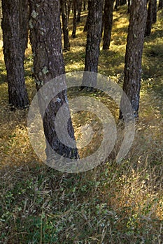 Natural background of sun lit grasses photo