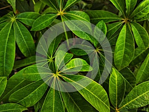 Natural background, texture and shades of green kapok leaves, tropical plants