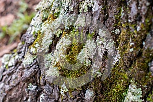 Natural Background of Textured Tree Bark