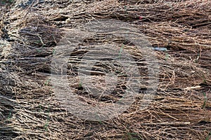 Natural background of thin dry twigs. Wicker fence texture