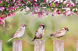 Natural background with three birds sparrows sitting on a wooden fence in a rustic garden surrounded by apple-tree flowers on a