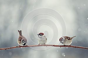 Natural background with three little funny little birds sitting on a branch in the winter garden under the snow