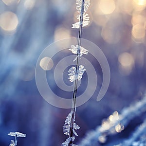 natural background with transparent ice crystals and frost shining and shimmering in the morning sun strung like beads