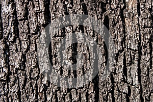Natural background. Tree bark.