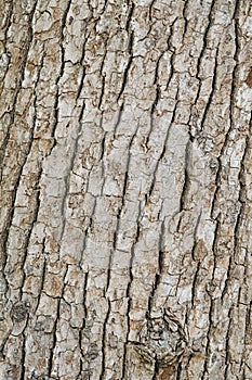 natural background tree bark texture