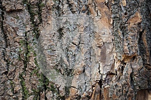 Natural background, tree bark texture.