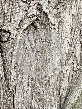 Natural background, tree bark texture
