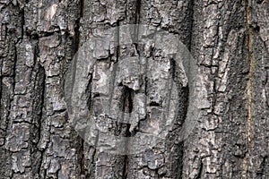 Natural background, tree bark texture, textured