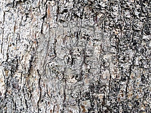 Natural background of tree bark white and black texture