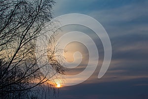 Natural background. Tree branches against the setting sun and evening sky. Blurred photo bokeh