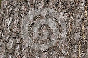 Natural background tree trunk close-up, Pine bark structure.