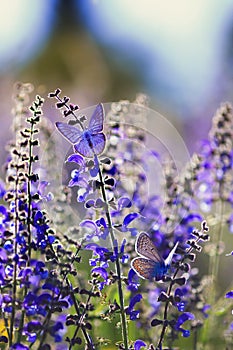 background with two small bright blue butterfly Blues sitting on purple flowers in summer Sunny day on a rural meadow