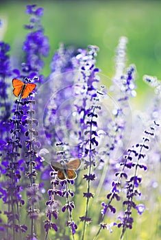 Natural background with two small bright orange butterfly Blues sitting on purple flowers in summer Sunny day on a rural meadow