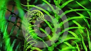 Natural background. Unravelling fern frond closeup. Background blur
