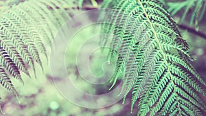 Natural background. Unravelling fern frond closeup.  Thailand chiangmai doiinthanon