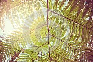 Natural background. Unravelling fern frond closeup.  Thailand chiangmai doiinthanon