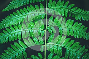 Natural background. Unravelling fern frond closeup.  Thailand chiangmai doiinthanon